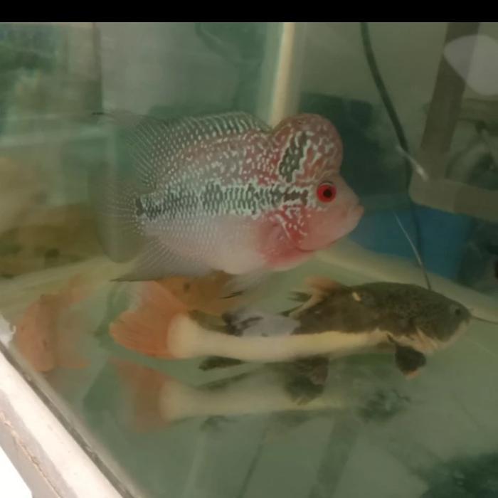 Vista - Ikan Louhan Srd Thailand