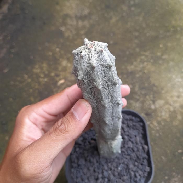 GRATIS ONGKIR Euphorbia abdelkuri