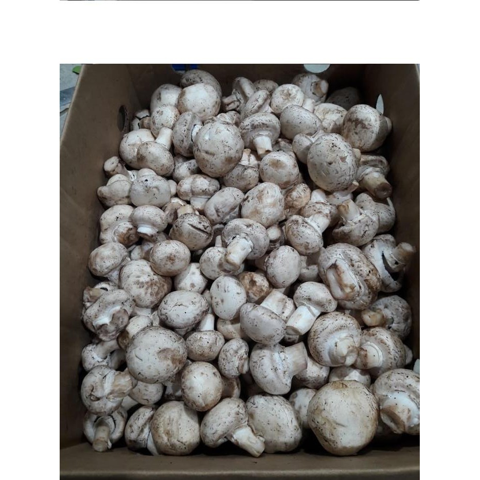 

Pilihan- Jamur Champignon / Jamur Kancing Fresh " Grade C" / 1 Kg