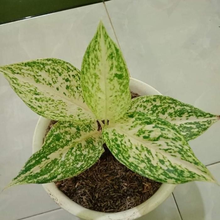 Terlaris Bibit Bunga Aglonema Intan Super