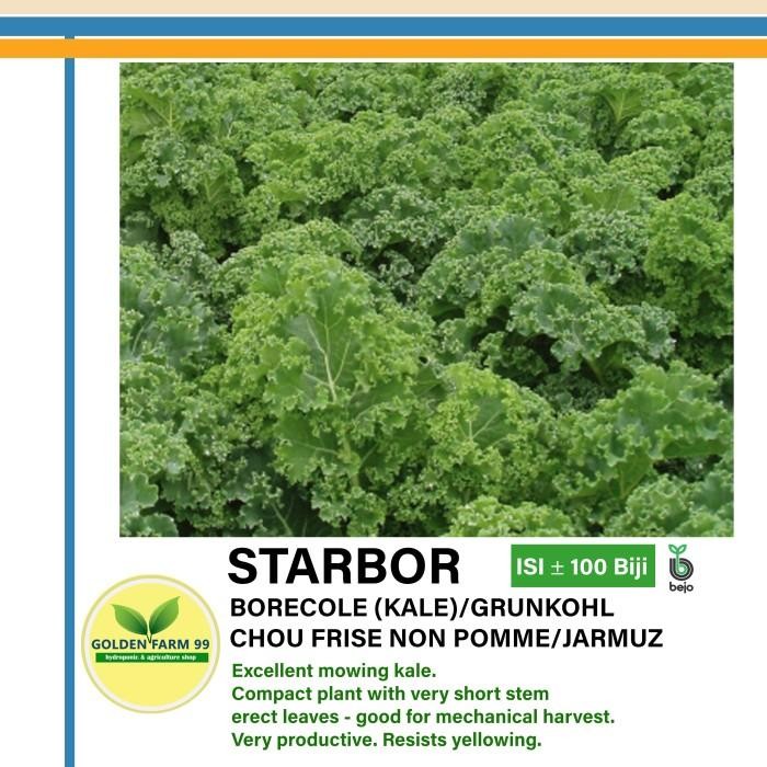 Benih kale STARBOR Bejo seed - Import