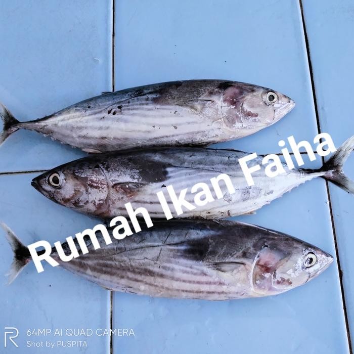 Pilihan- Ikan Cakalang Segar Beku