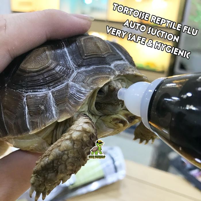 Pilihan- Penyedot Ingus Auto Reptil Kura Hewan Baby Aman Sulcata Aldabra Torto