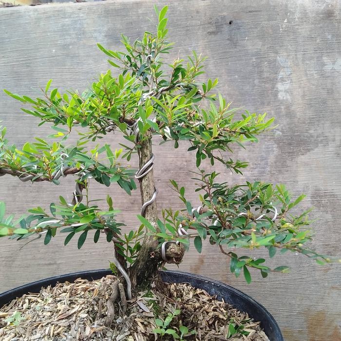 bonsai jadi cenderawasih tinggal pajang
