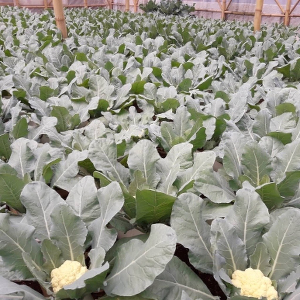 Terlaris - 25 Bibit Benih Brokoli Putih