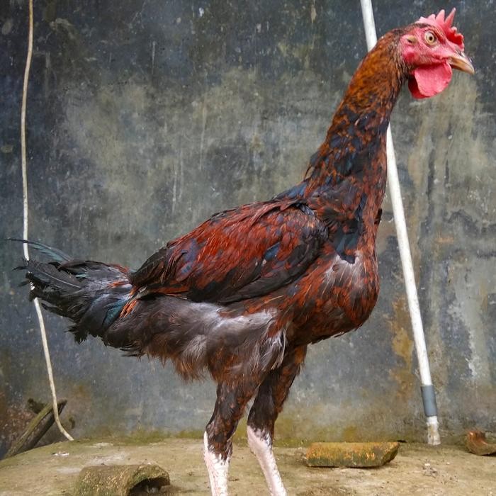 PAKET 2 EKOR AYAM PELUNG JUMBO USIA 4 BULAN