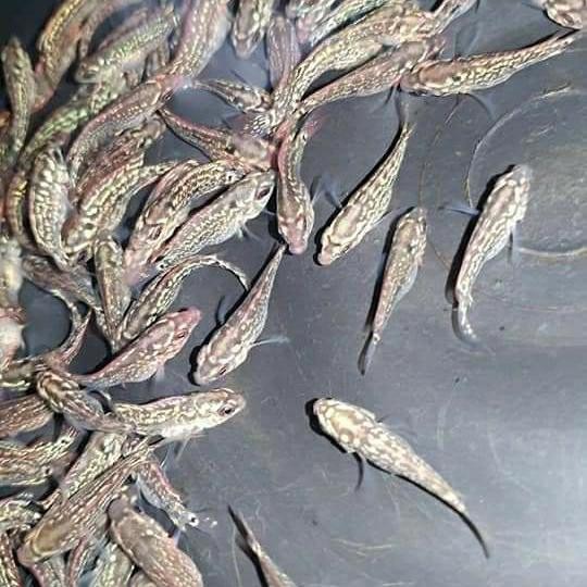 Ikan Louhan Kamfa F2 Burayak Orginal Terbatas