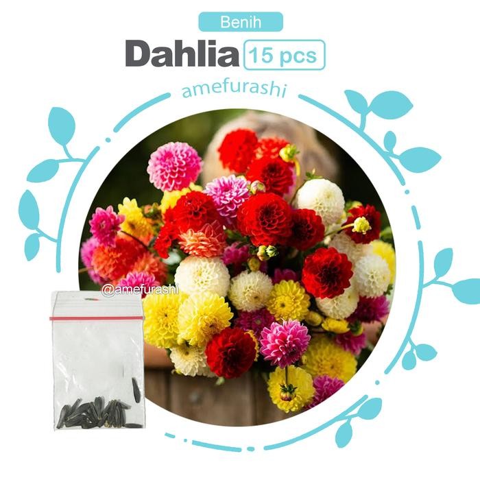 New Bibit Bunga Dahlia Unwins Dwarf Mix Bunga Musim Panas