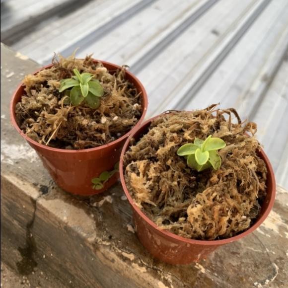 ID PINGUICULA PRIMULIFLORA