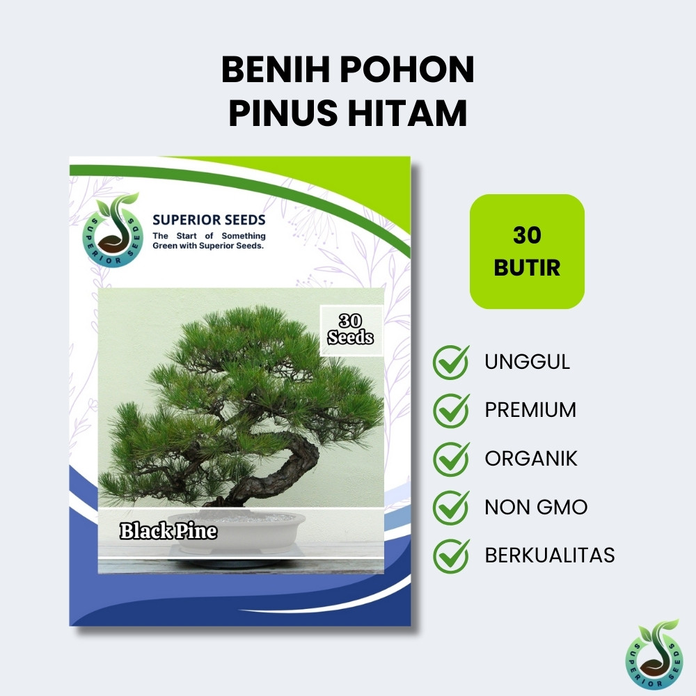 Biji Benih Pohon Bonsai Pinus Hitam Jepang | Japanese Black Pine Impor (Superior Seeds)