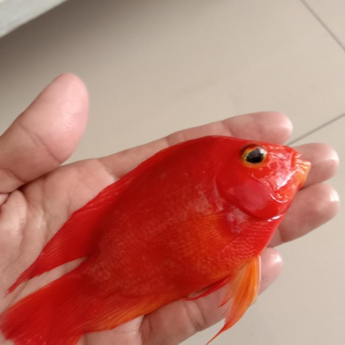 t00e- Ikan Kingkong Parrot