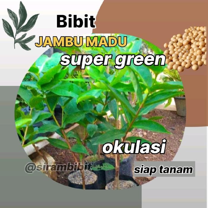 Bibit Jambu Air Madu Super Green Premium Hasil Okulasi - Benih Tanaman