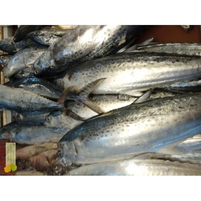 Instanbisa- Ikan Tenggiri Fresh / Ikan Tenggriri Segar Telur Ikan Tenggiri