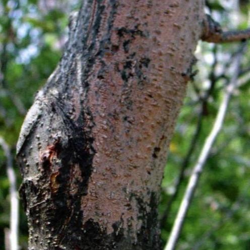 NewsBanget- Fungisida Ridomil Gold Mz 4/64Wg 100 Gr Asli 100% Original Product Obat Pembasmi Jamur