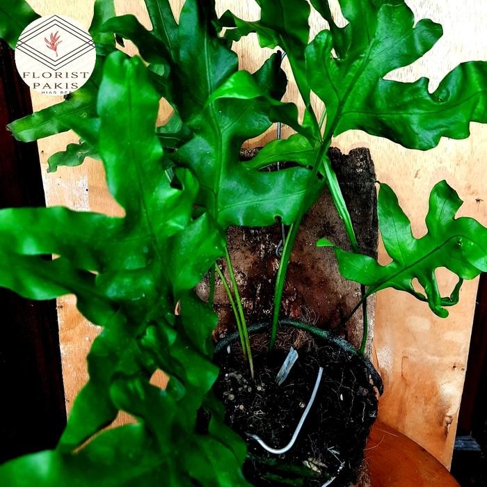 pakis bintang biru.blue star fern