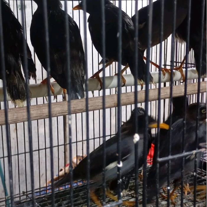 Jalak Kebo Mata Putih Pilihan Jantan #Gratisongkir
