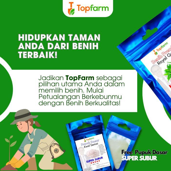 Juwara_Syatu Benih Pepaya Bangkok Super / Benih Pepaya Bangkok / Benih Pepaya Bangkok / Benih