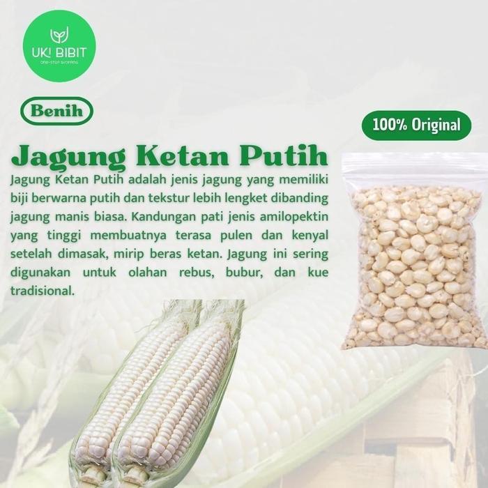 Rupa_Bagus ( 100 Butir ) Benih Biji Jagung Ketan Ungu Jagung Putih Jagung Pelangi Jagung Ketan Putih