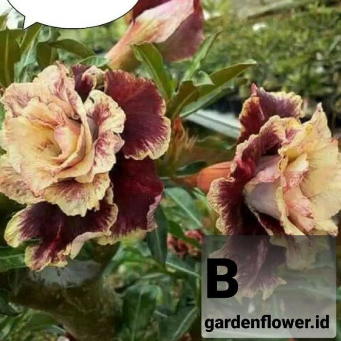 Kemboja Jepang - Adenium Tumpuk - Kamboja Jepang/ADENIUM BUNGA TUMPUK/ADENIUM BONGGOL BESAR/ADENIUM