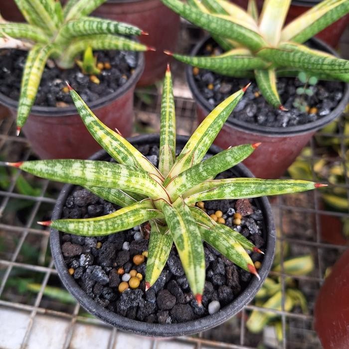 

Sansivera Ballyii Varigata