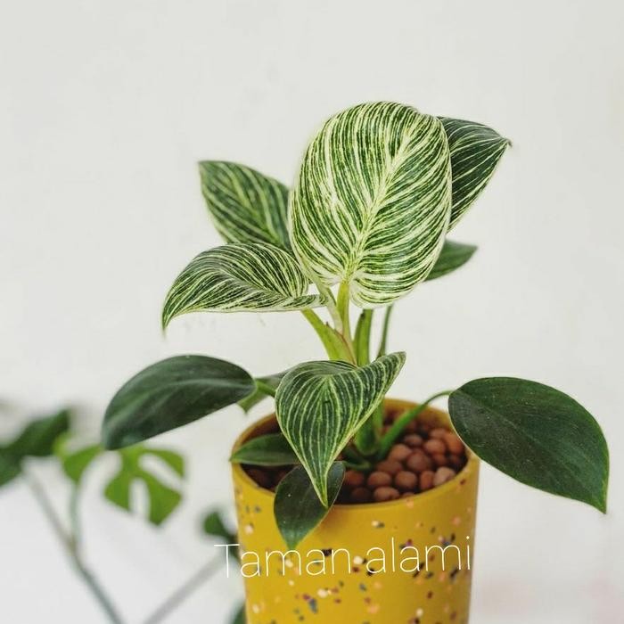 SM- philodendron birkin - tanaman hias philodendron birkin variegata