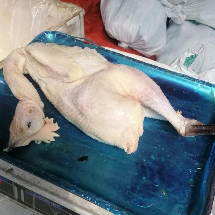 

Pilihan- Ayam Kampung Umbaran Organik 1 Kg Murah Banget