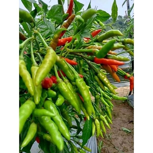 Benih Cabe Rawit ORION HIJAU F1 Kemasan 10 gram