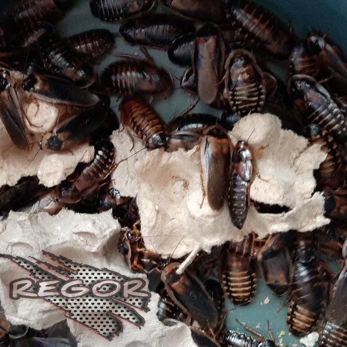 Paket Indukan Kecoa Dubia 100 Ekor Pakan Reptil Dubia