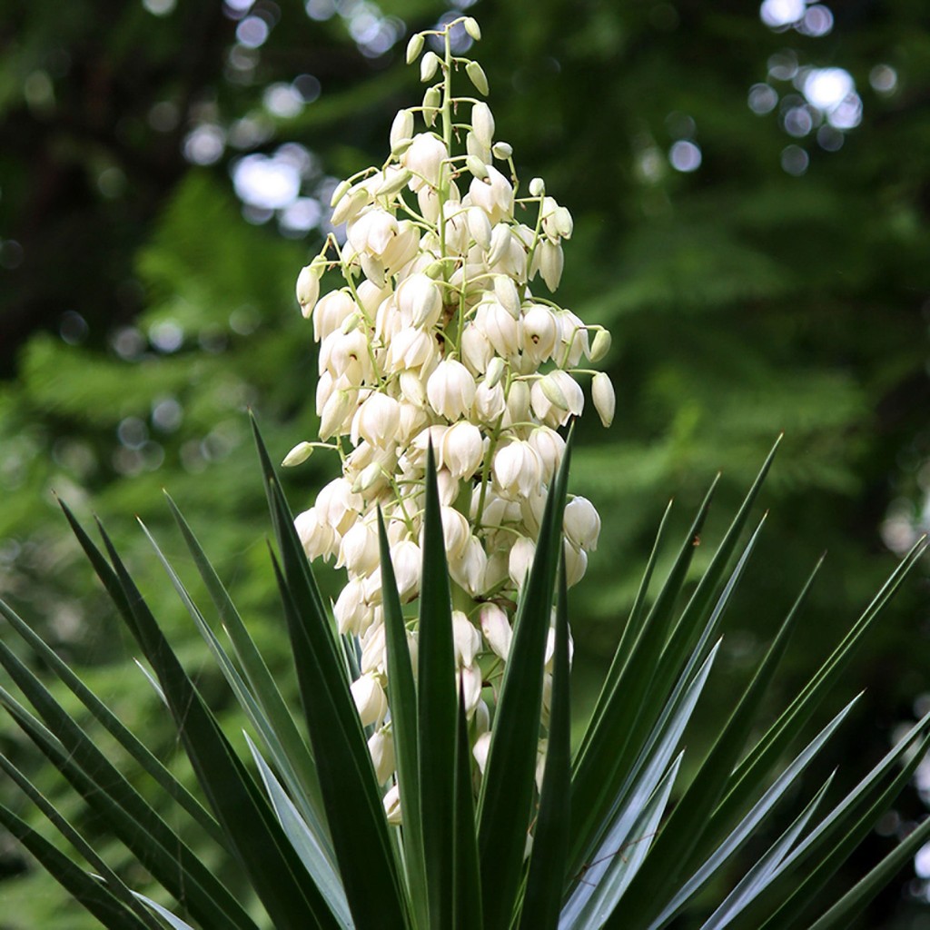 Flash Sale - 10 Bibit Benih Bunga Yucca Gloriosa