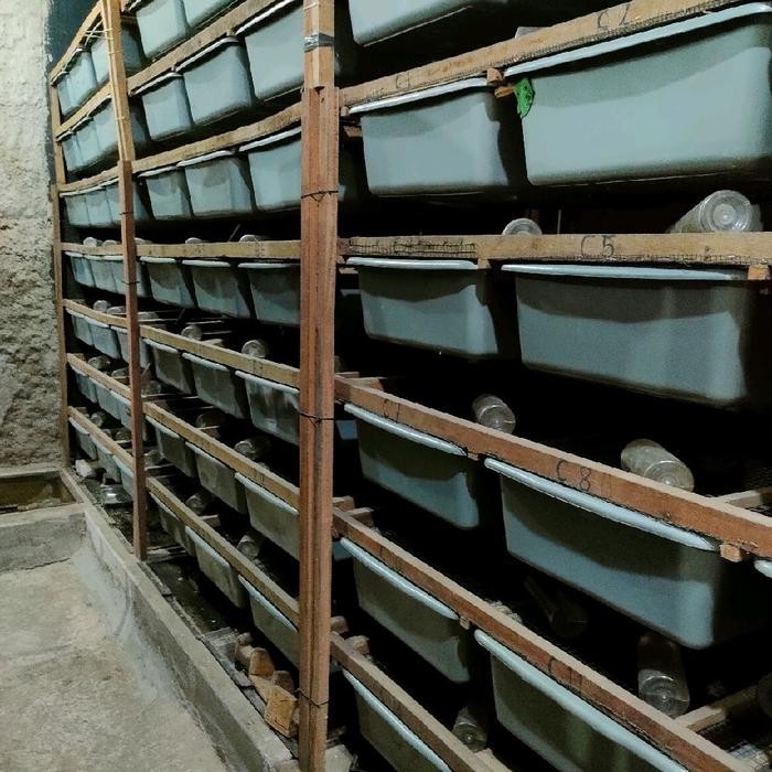 30k6- African Soft Fur Small Bukan Mencit Atau Rat