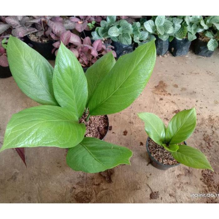 READY Terlaris ( BISA COD ) PROMO Anthurium Jenmani Supernova / Tanaman Hias Anturium Jemani Cobra