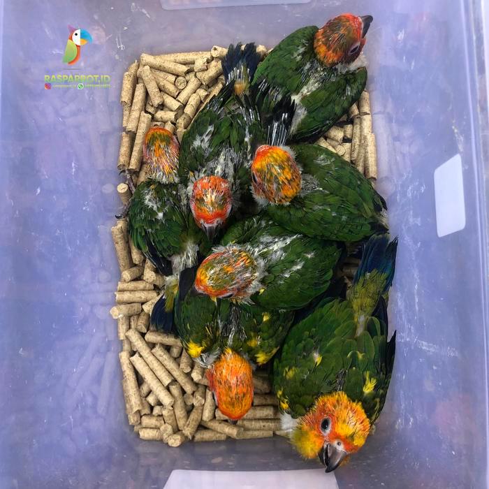 Sun Conure Baby #Gratisongkir