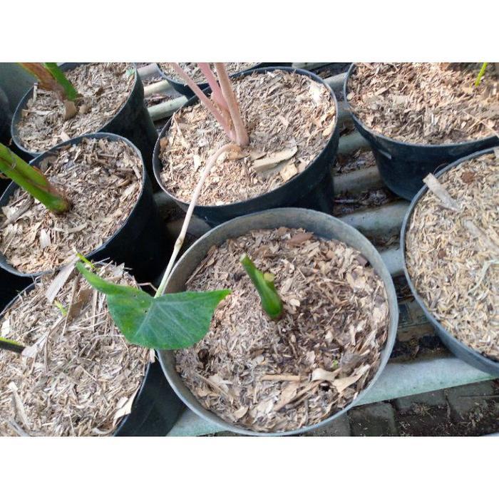 KOMPLIT humus daun bambu fermentasi/media tanam daun bambu
