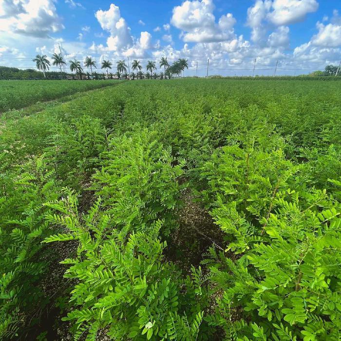 TERBAIK 500 Benih bibit rumput INDIGOFERA rumput pakan ternak modern kaya protein nitrogen fosfor
