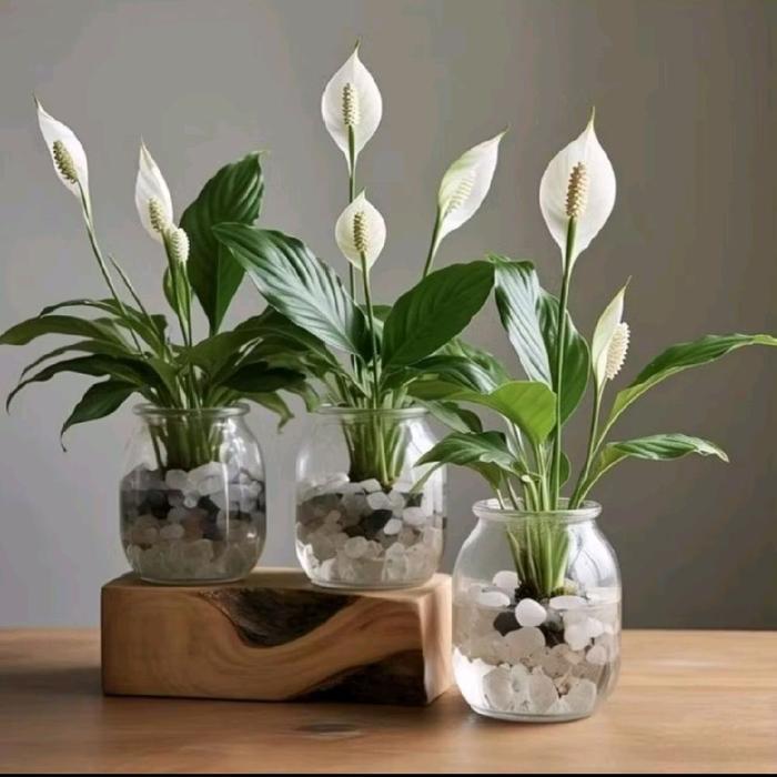 tanaman bunga peace lily spatufilum hijau pohon bunga peace lily spathifillum