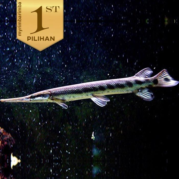 TERLARISSS Aligator Fish Ikan Hias Predator Hiasan Aquarium Tanaman Air Aquascape