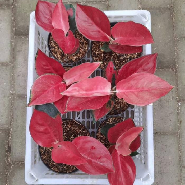 Tanaman hias pohon aglonema suksom/aglonema suksom/bunga aglonema suksom