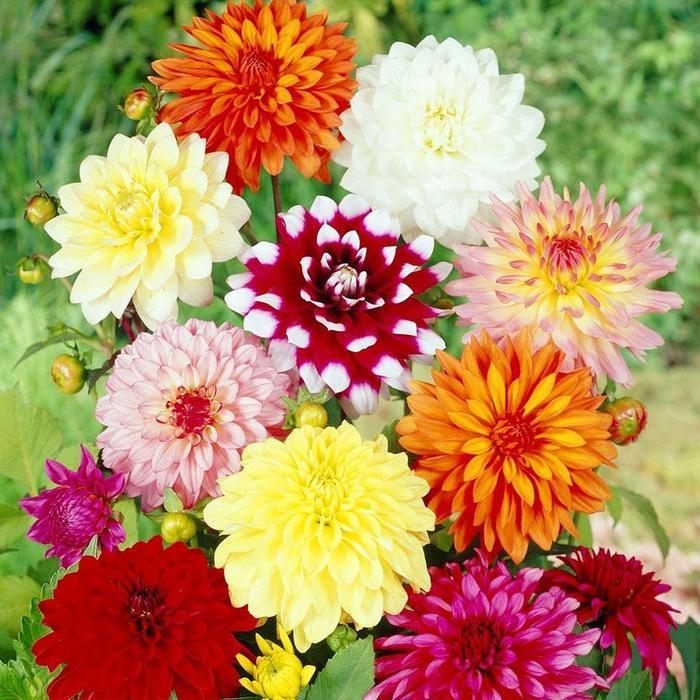 Bibit Bunga Dahlia Langka (10 Biji) Bibit Bonsai Tanaman Hidup Dahlia Pot Campuran Warna Multi