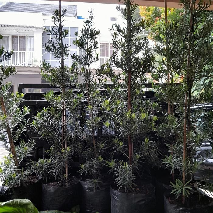 

Tanaman hias lohansung - Tinggi 1 meter lebih