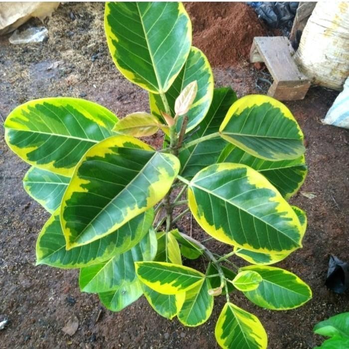 

tanaman hias karet kebo varigata