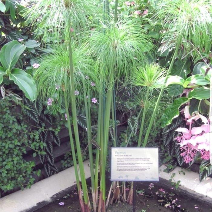 Jlterang Tanaman Hias Giant Papyrus