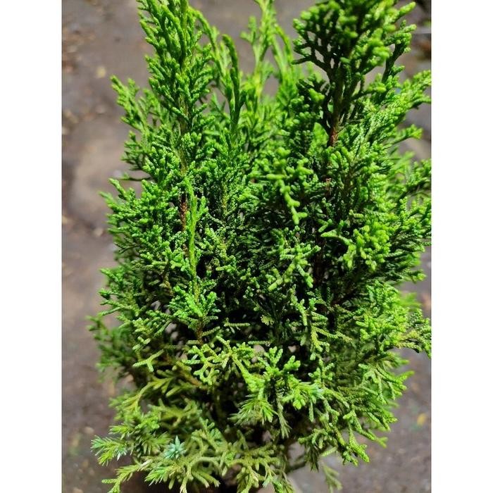 PROMO bonsai cemara sargentii itoigawa - sargenti jarum - baha gkyiua 6538ur