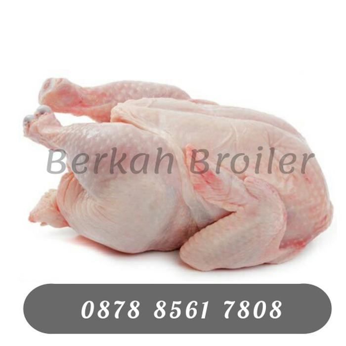 

Pilihan- Ayam Karkas ( Ukuran 1,4-1,5 Kg )