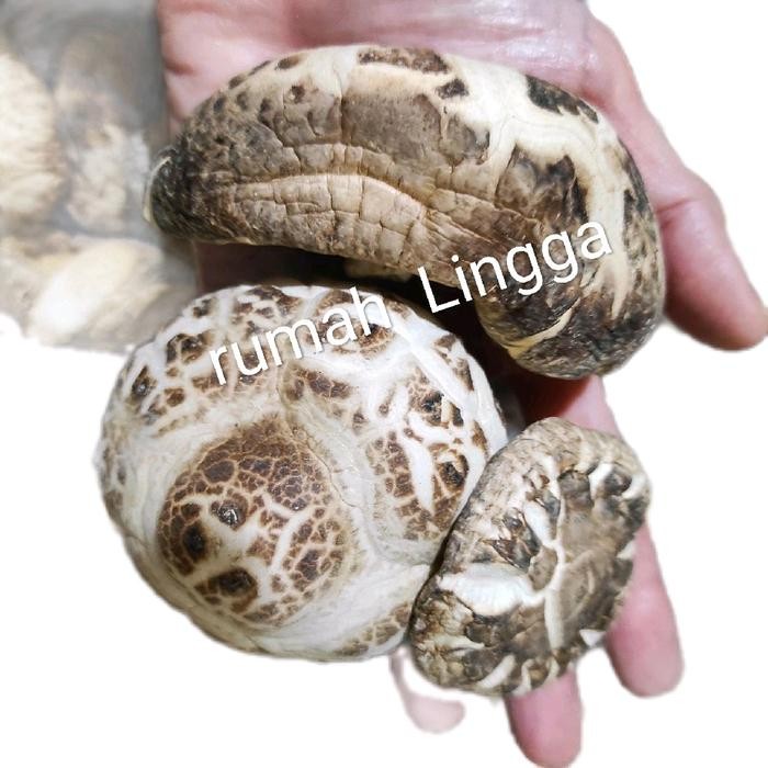 

Pilihan- Jamur Shitake 100 Gr Hioko Kering Tebal Wangi Siangku Xiang Gu Shiitake Mushroom