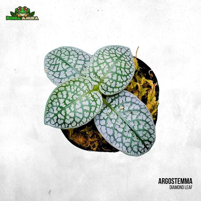 Tanaman Vivarium "Argostemma Diamond leaf"