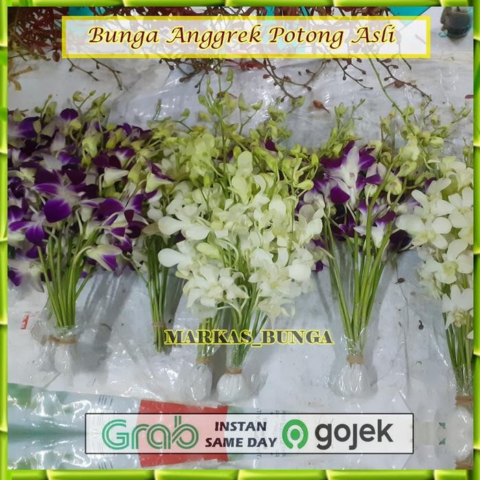 bunga anggrek potong dendrobium Sonia / bunga anggrek dendrobium