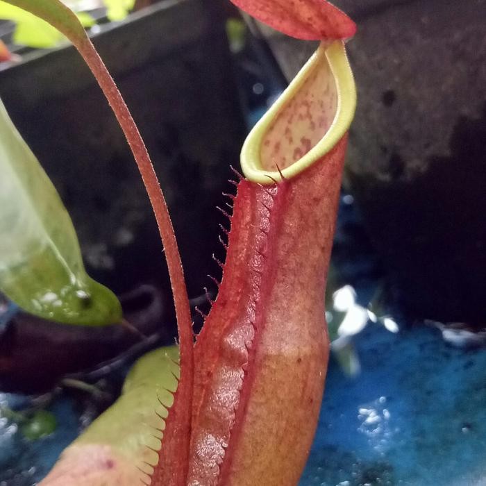 mirabilis x northiana )x raflesiana/ntong semar/nepenthes/tanaman buas