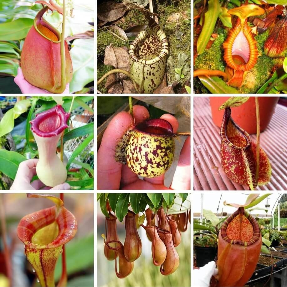 Terlaris - 25 Bibit Benih Nepenthes Veitchii Mix