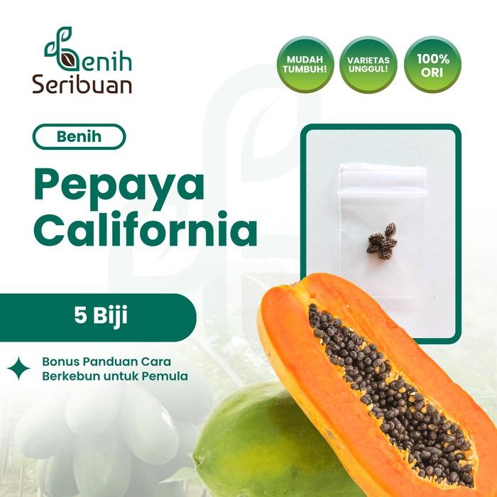 ASLI 5 Benih Pepaya California F1 Hibrida Bibit Buah Calina IPB Unggul READY STOCK
