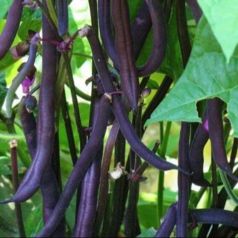 Online Seeds - 10 Benih Buncis Ungu